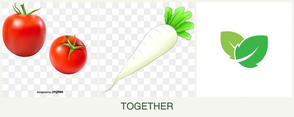 Can you plant tomatoes, radishes and mint together?