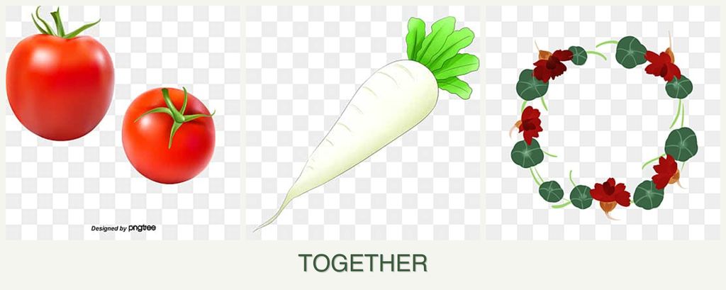 Can you plant tomatoes, radishes and nasturtiums together?