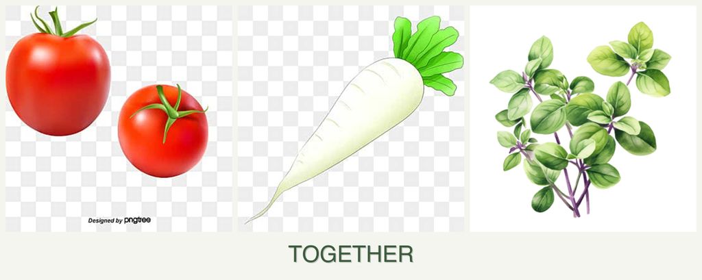 Can you plant tomatoes, radishes and oregano together?
