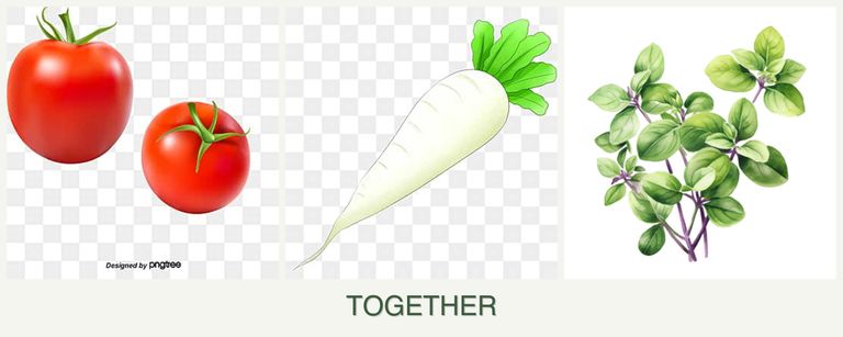 Can you plant tomatoes, radishes and oregano together?