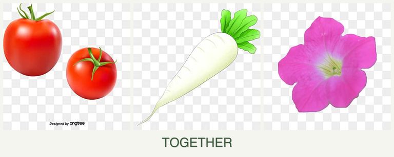 Can you plant tomatoes, radishes and petunias together?