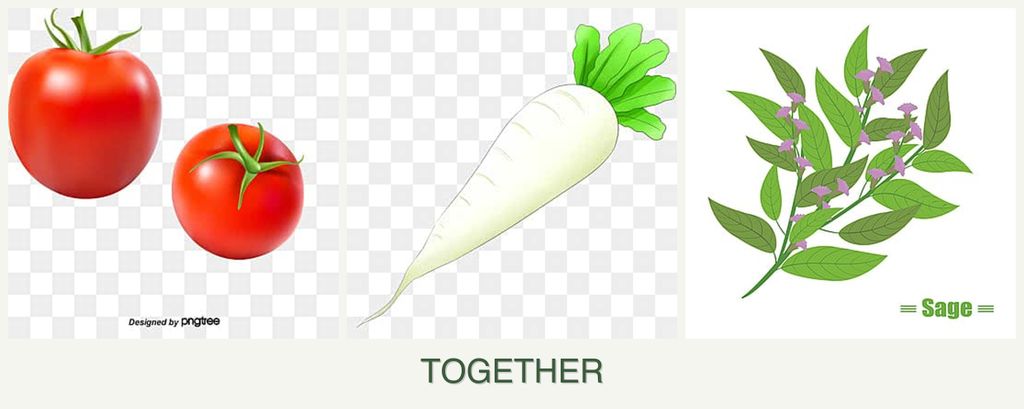 Can you plant tomatoes, radishes and sage together?