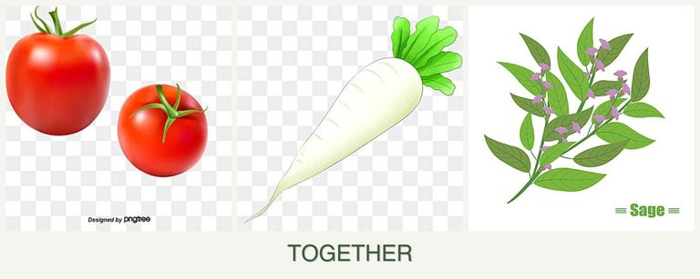 Can you plant tomatoes, radishes and sage together?