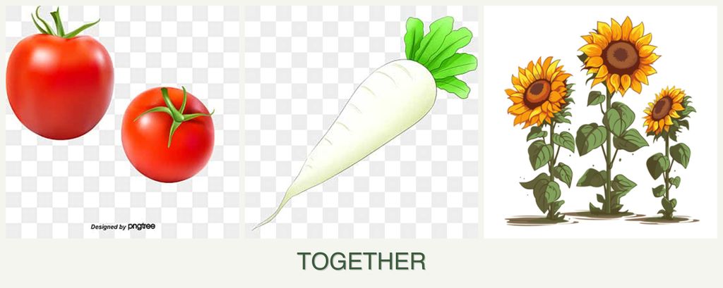 Can you plant tomatoes, radishes and sunflowers together?