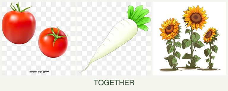 Can you plant tomatoes, radishes and sunflowers together?