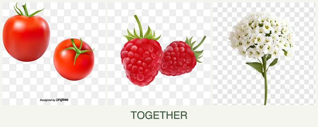 Can you plant tomatoes, raspberries and alyssum together?