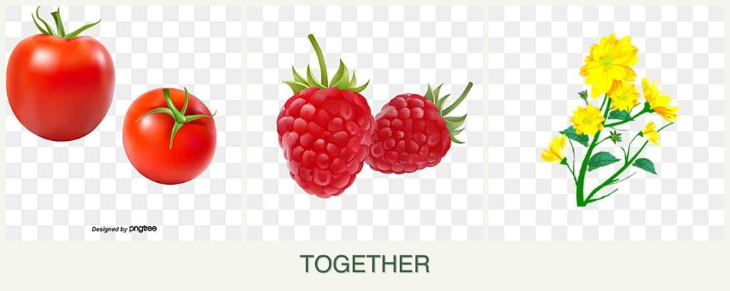 Can you plant tomatoes, raspberries and calendula together?