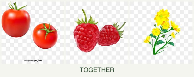 Can you plant tomatoes, raspberries and calendula together?