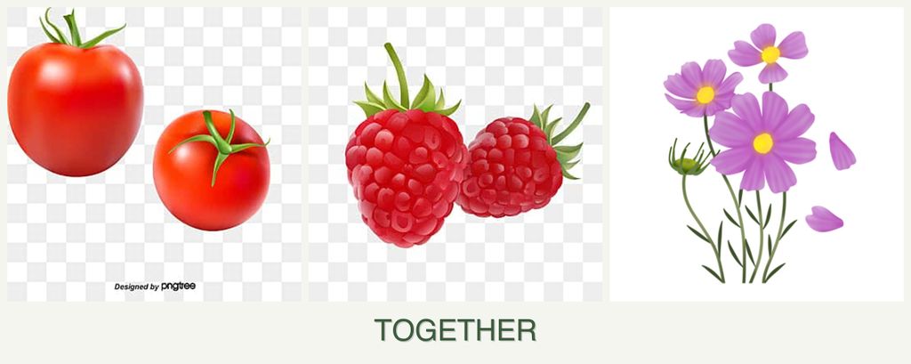 Can you plant tomatoes, raspberries and cosmos together?