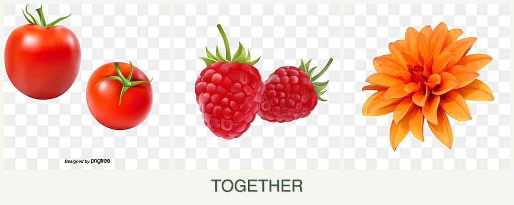 Can you plant tomatoes, raspberries and dahlias together?