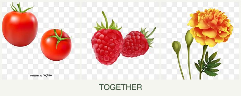 Can you plant tomatoes, raspberries and marigolds together?