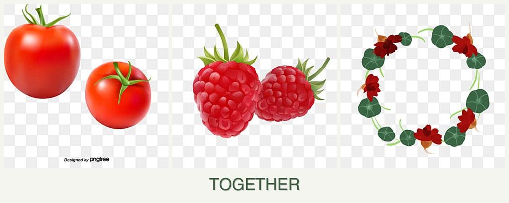 Can you plant tomatoes, raspberries and nasturtiums together?