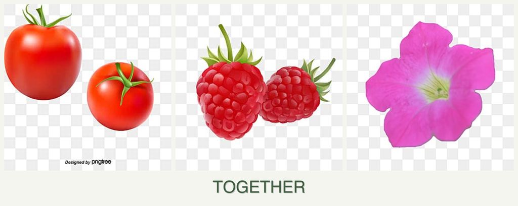 Can you plant tomatoes, raspberries and petunias together?