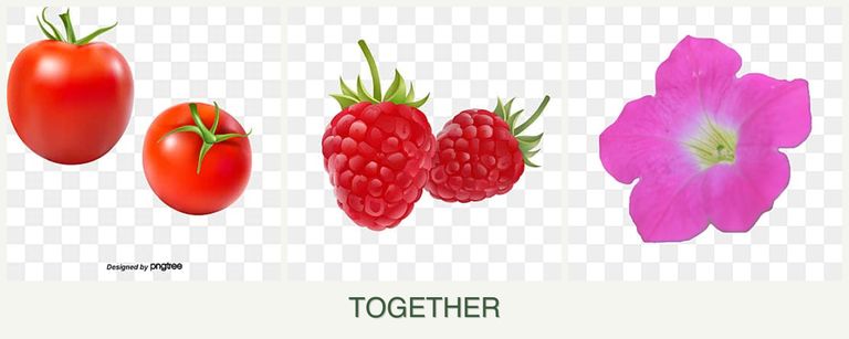 Can you plant tomatoes, raspberries and petunias together?