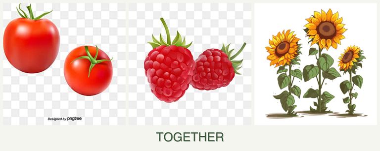 Can you plant tomatoes, raspberries and sunflowers together?