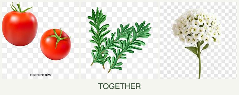 Can you plant tomatoes, rosemary and alyssum together?