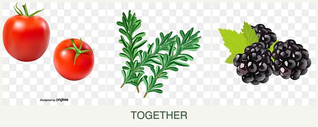 Can you plant tomatoes, rosemary and blackberries together?