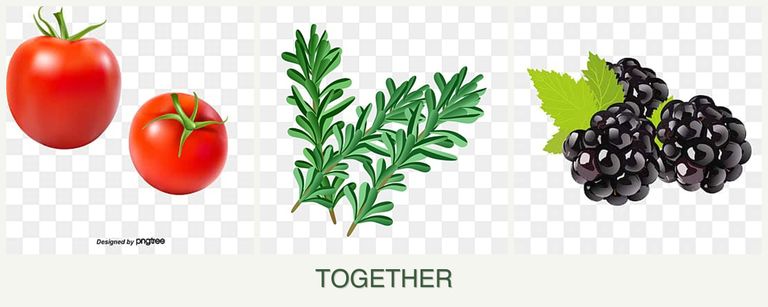 Can you plant tomatoes, rosemary and blackberries together?