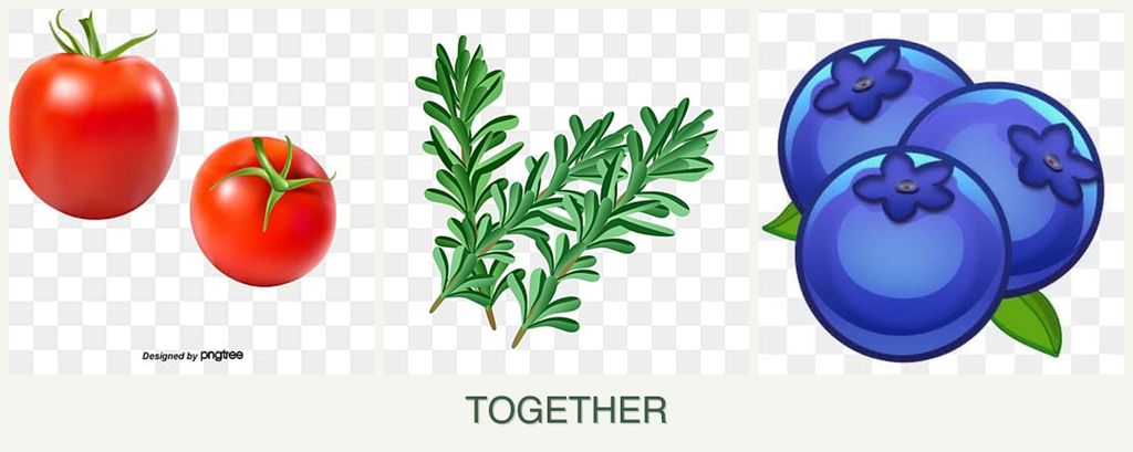 Can you plant tomatoes, rosemary and blueberries together?