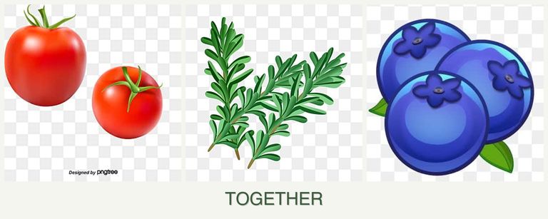 Can you plant tomatoes, rosemary and blueberries together?