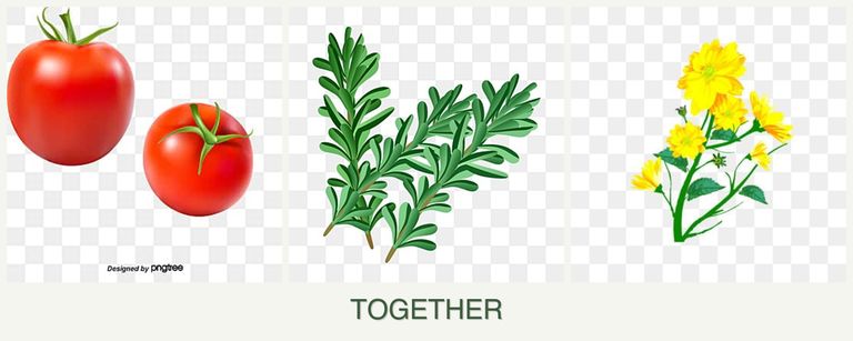 Can you plant tomatoes, rosemary and calendula together?