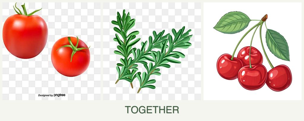 Can you plant tomatoes, rosemary and cherries together?