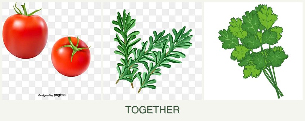 Can you plant tomatoes, rosemary and cilantro together?
