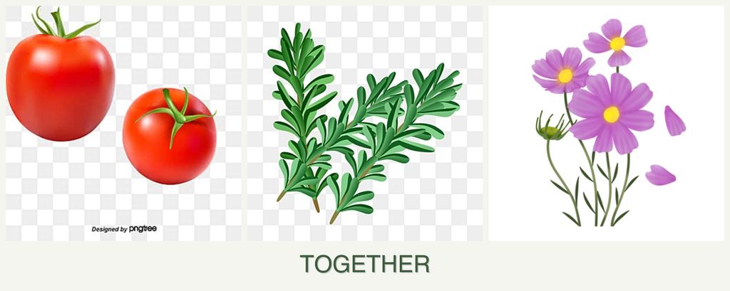 Can you plant tomatoes, rosemary and cosmos together?