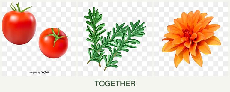 Can you plant tomatoes, rosemary and dahlias together?