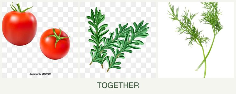 Can you plant tomatoes, rosemary and dill together?