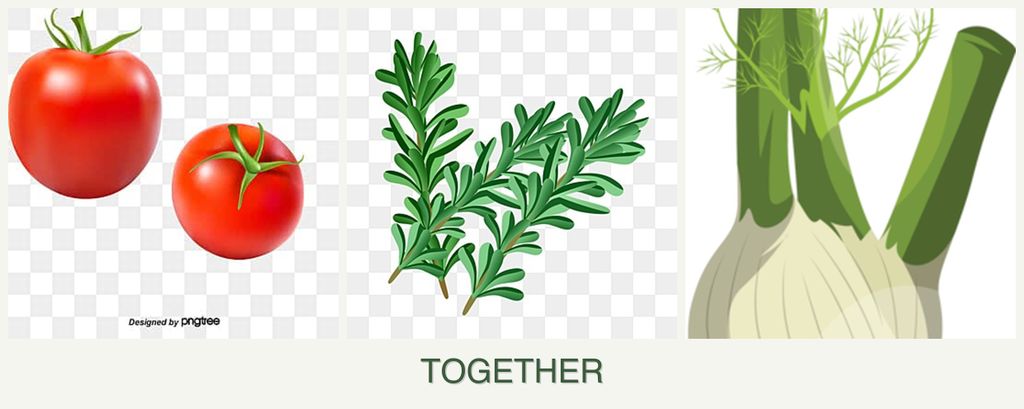 Can you plant tomatoes, rosemary and fennel together?