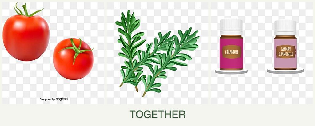 Can you plant tomatoes, rosemary and geraniums together?