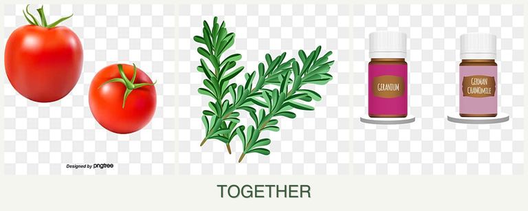 Can you plant tomatoes, rosemary and geraniums together?