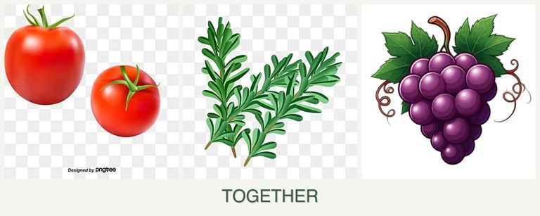 Can you plant tomatoes, rosemary and grapes together?