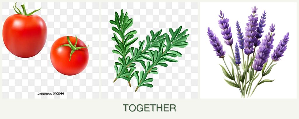 Can you plant tomatoes, rosemary and lavender together?