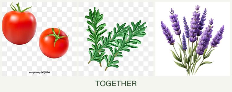 Can you plant tomatoes, rosemary and lavender together?