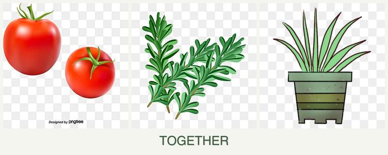 Can you plant tomatoes, rosemary and lemongrass together?