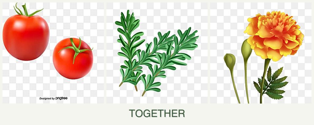 Can you plant tomatoes, rosemary and marigolds together?