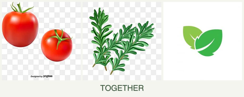 Can you plant tomatoes, rosemary and mint together?