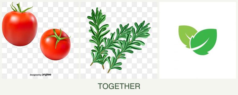 Can you plant tomatoes, rosemary and mint together?