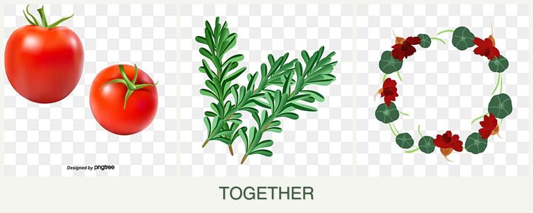 Can you plant tomatoes, rosemary and nasturtiums together?