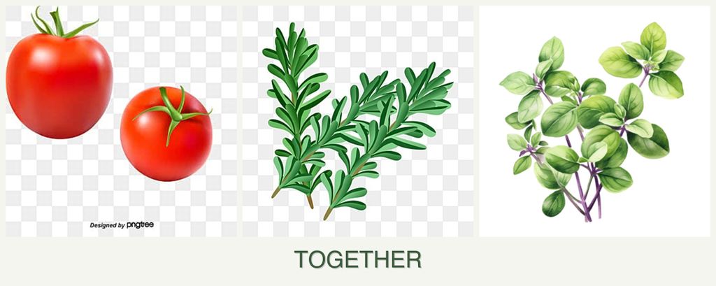 Can you plant tomatoes, rosemary and oregano together?
