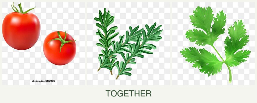 Can you plant tomatoes, rosemary and parsley together?