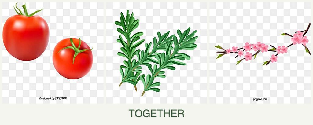 Can you plant tomatoes, rosemary and peaches together?