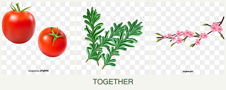 Can you plant tomatoes, rosemary and peaches together?