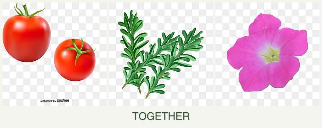 Can you plant tomatoes, rosemary and petunias together?