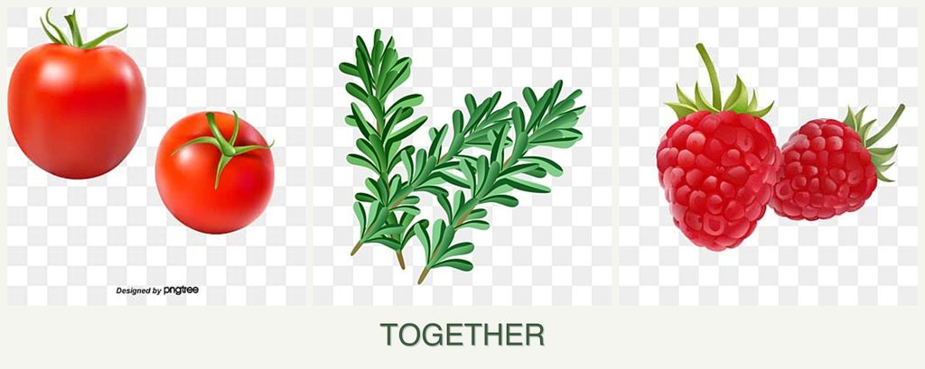 Can you plant tomatoes, rosemary and raspberries together?