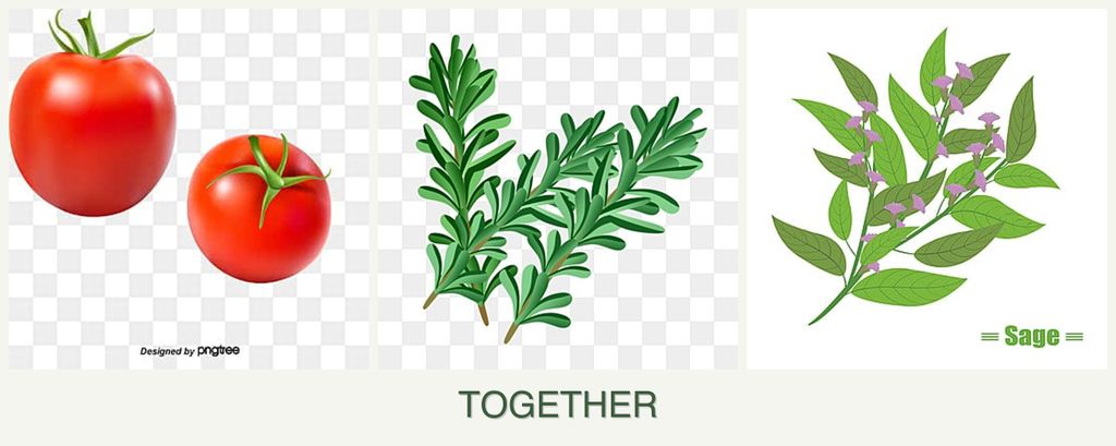 Can you plant tomatoes, rosemary and sage together?