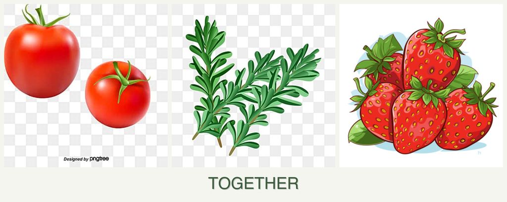 Can you plant tomatoes, rosemary and strawberries together?