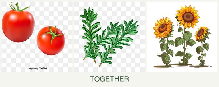 Can you plant tomatoes, rosemary and sunflowers together?